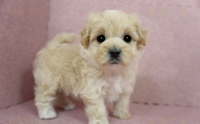 幼犬換牙出血 幼犬換牙出血