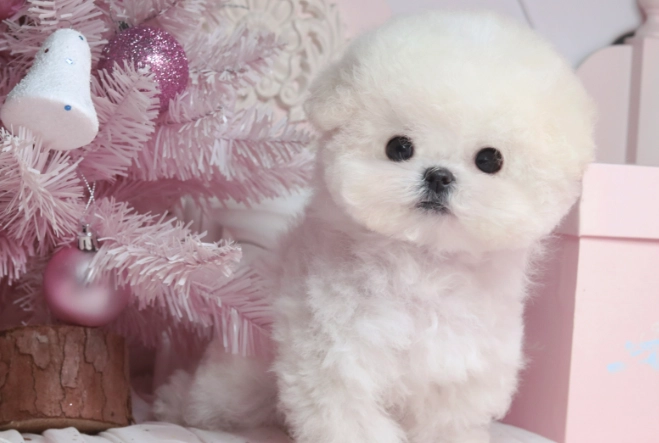 比熊犬聰明嗎 比熊犬聰明嗎