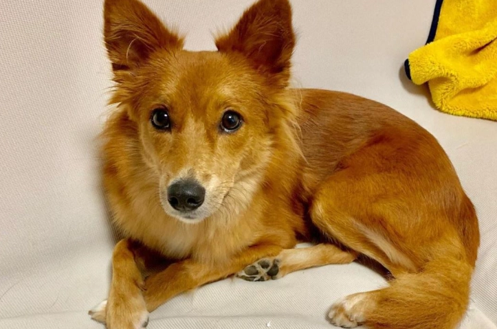 米克斯梗犬飼養 米克斯梗犬飼養