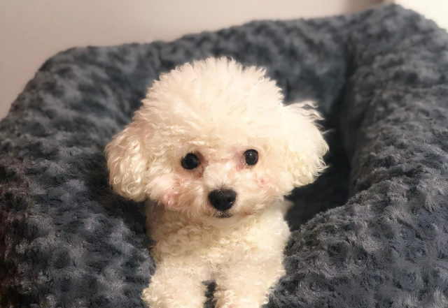 比熊犬香港價格 比熊犬香港價格
