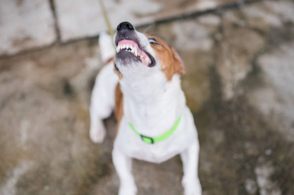 老年犬鈣質補充 老年犬鈣質補充