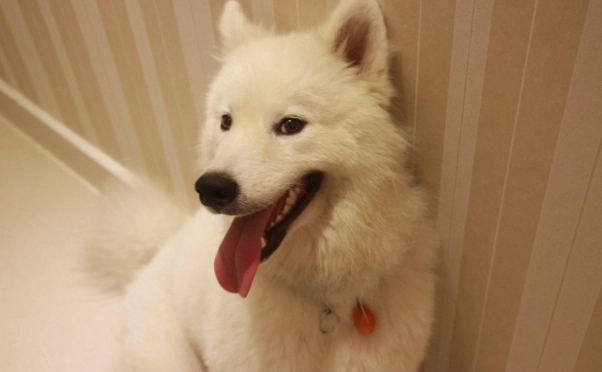 狗狗吃蔥中毒 狗狗吃蔥中毒