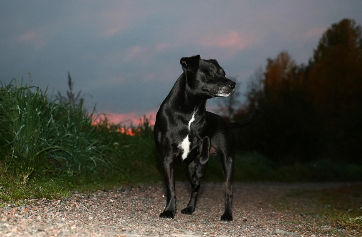 黑色梗犬照顧 黑色梗犬照顧