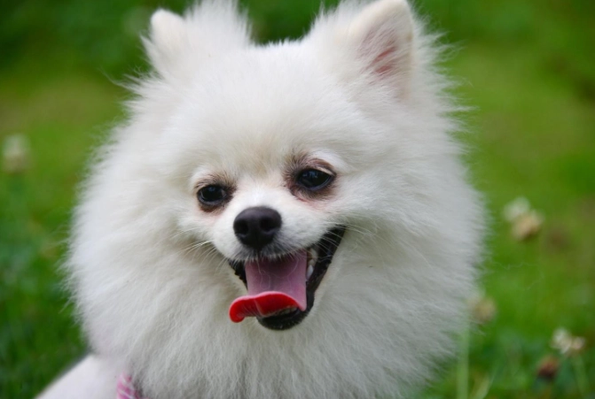 健康小型犬照護 健康小型犬照護