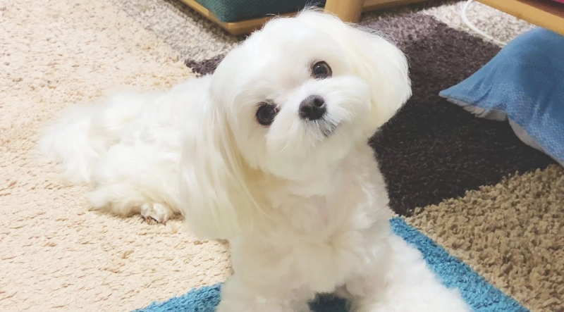 自家繁殖瑪爾濟斯幼犬 自家繁殖瑪爾濟斯幼犬