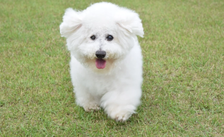 狗洋蔥中毒 狗洋蔥中毒