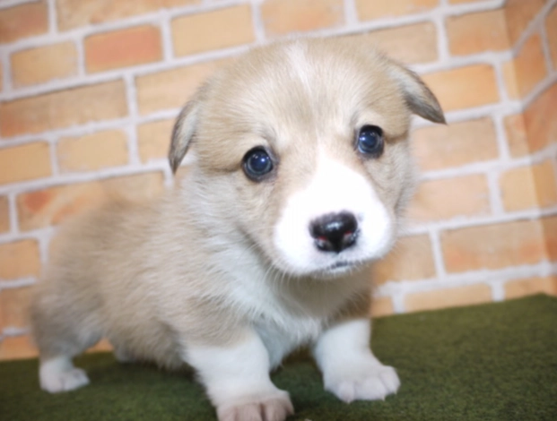 幼犬換牙時間 幼犬換牙時間