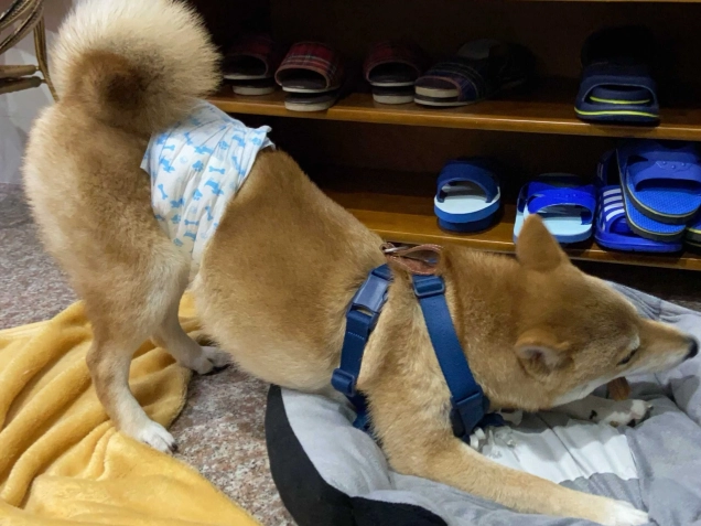 狗狗慢性中毒治療 狗狗慢性中毒治療