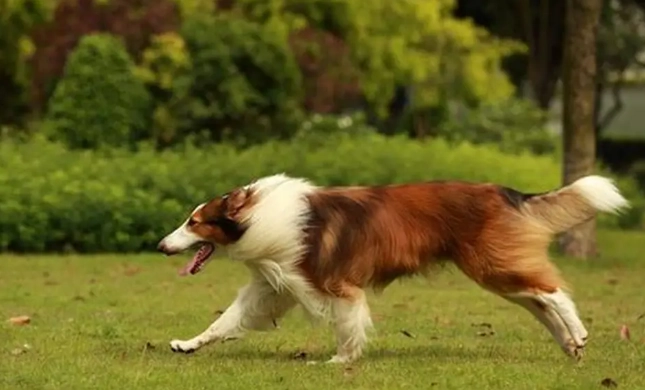 犬種體型大小 犬種體型大小