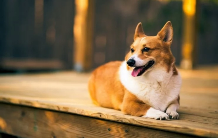 狗狗中毒急救 狗狗中毒急救