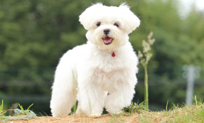馬爾濟斯犬護理 馬爾濟斯犬護理