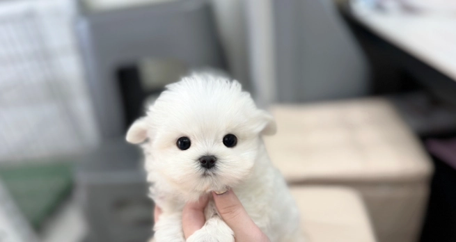 幼犬照顧 幼犬照顧