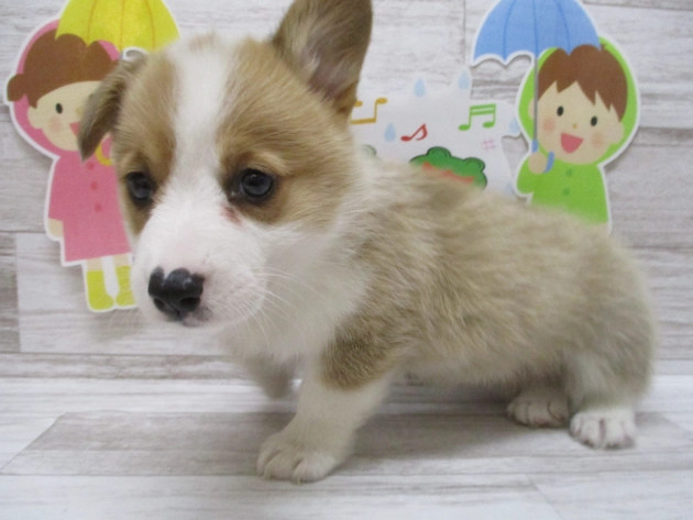幼犬甩牙症狀 幼犬甩牙症狀