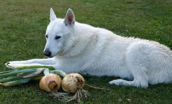 狗狗誤食蔥處理 狗狗誤食蔥處理