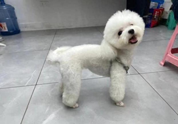 狗狗吐黃水原因 狗狗吐黃水原因