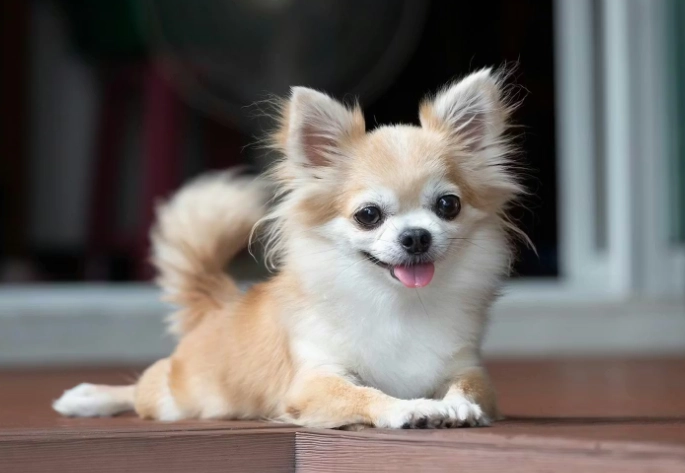 台灣小型犬飼養 台灣小型犬飼養