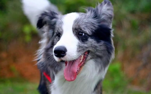 邊境牧羊犬重量 邊境牧羊犬重量