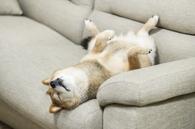 狗狗腸胃炎症狀 狗狗腸胃炎症狀