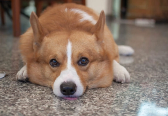 犬種體型大小 犬種體型大小