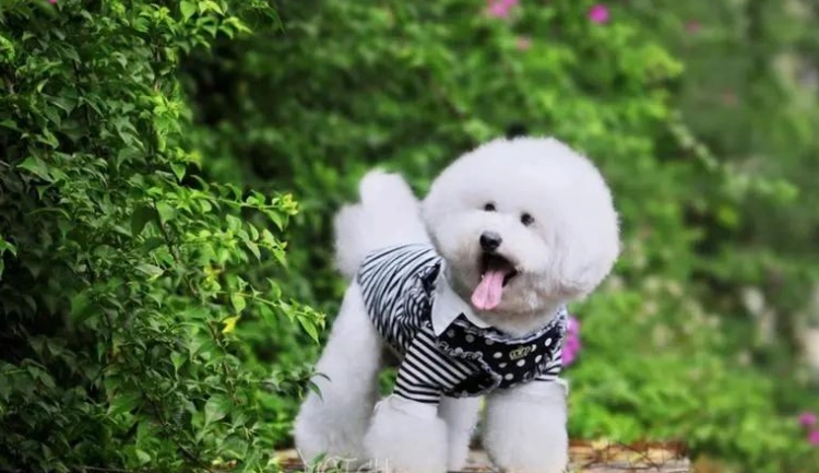 適合公寓的小型犬 適合公寓的小型犬