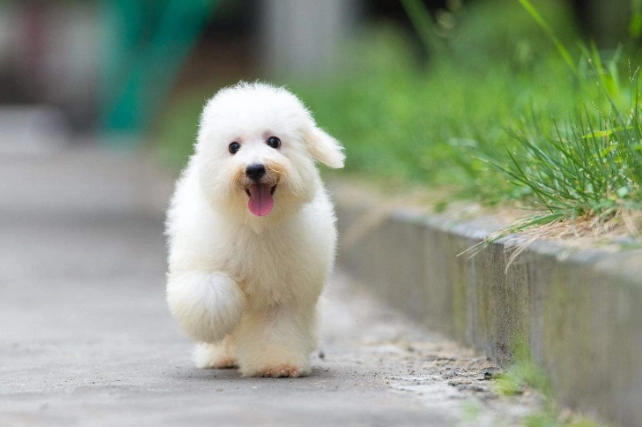 比熊犬聰明嗎 比熊犬聰明嗎
