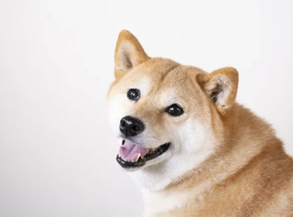 狗狗慢性中毒治療 狗狗慢性中毒治療