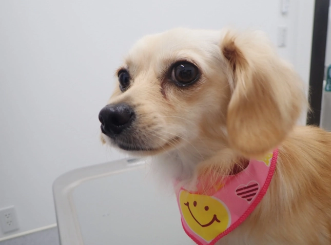 狗狗血便原因 狗狗血便原因