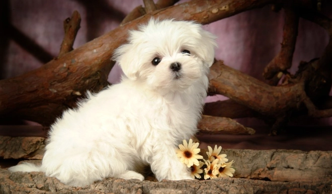 比熊犬訓練 比熊犬訓練