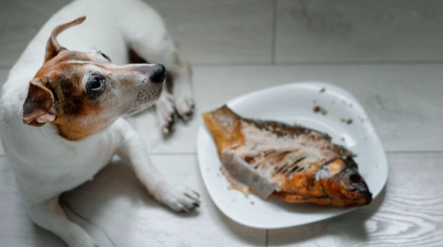 狗狗吃魚好處 狗狗吃魚好處