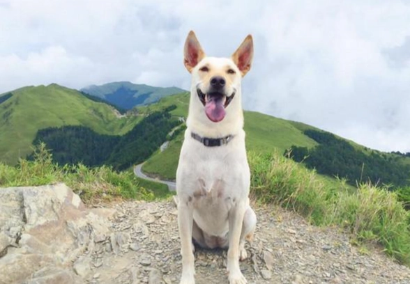 梗犬混種 梗犬混種