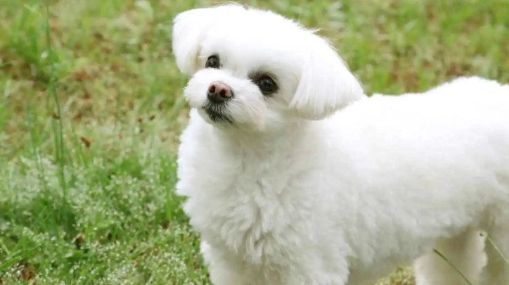 短毛犬品種 短毛犬品種