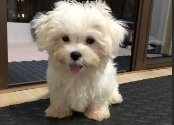 馬爾濟斯犬