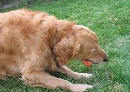 犬種體型大小 犬種體型大小