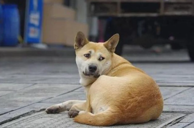 寵物腸胃保健 寵物腸胃保健