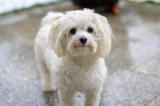 馬爾濟斯犬護理 馬爾濟斯犬護理