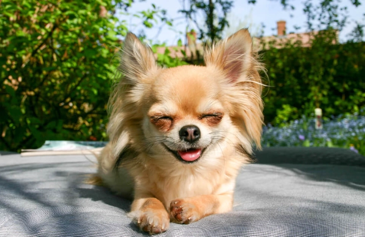小型犬品種推薦 小型犬品種推薦