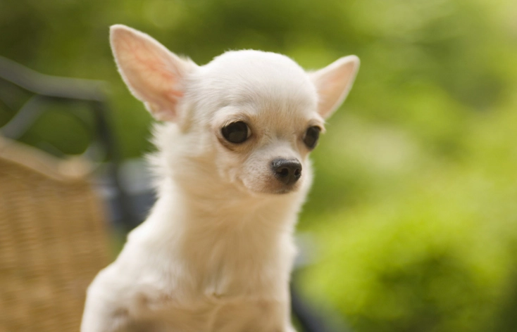 室內犬推薦 室內犬推薦