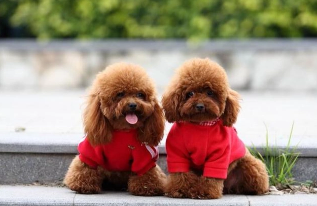 貴賓犬中型