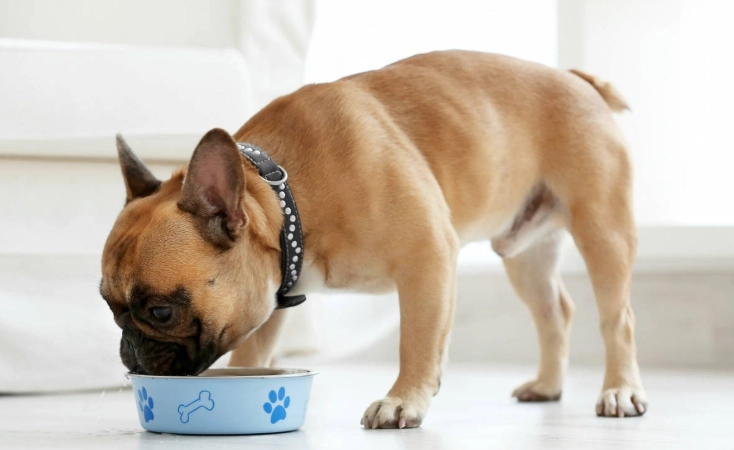 狗狗誤食巧克力 狗狗誤食巧克力