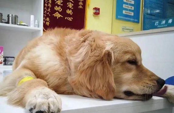 狗吃中藥 狗吃中藥
