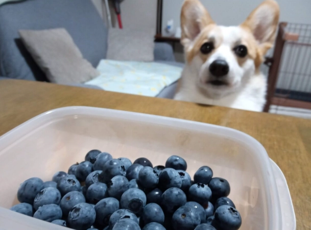 狗狗吃藍莓 狗狗吃藍莓