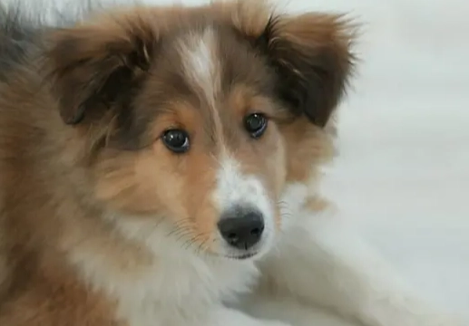 狗牙齒數量 狗牙齒數量