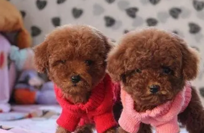 貴賓犬中型
