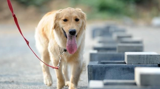狗狗吐血處理 狗狗吐血處理