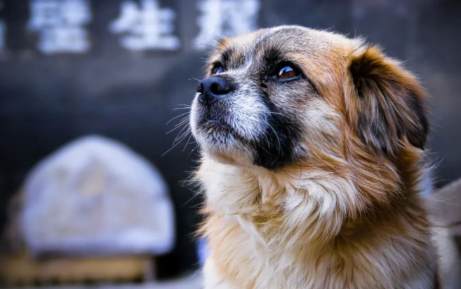 狗狗腸胃炎症狀 狗狗腸胃炎症狀