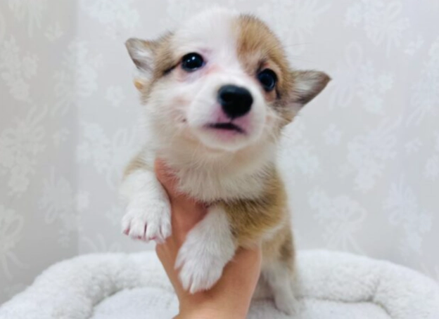 幼犬甩牙症狀 幼犬甩牙症狀