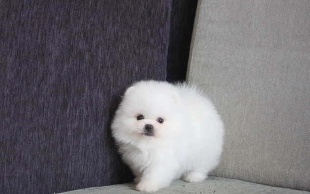 小型犬健康品種 小型犬健康品種