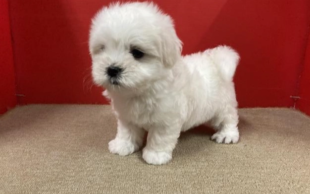 幼犬照顧 幼犬照顧