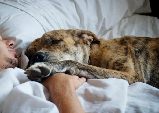 狗狗嘔吐腹瀉 狗狗嘔吐腹瀉
