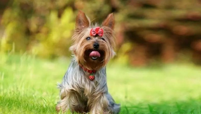 中型犬性格 中型犬性格